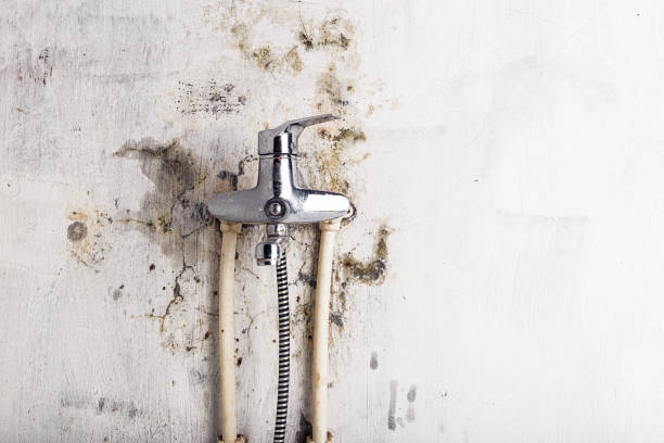 Best Professional Mold Removal  in Greilickville, MI