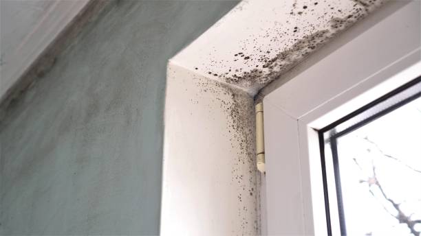 Best Certified Mold Removal  in Greilickville, MI
