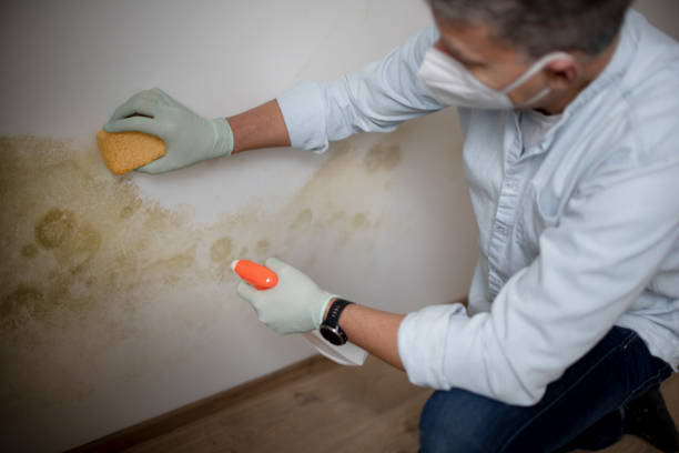 Best Mold Damage Repair  in Greilickville, MI