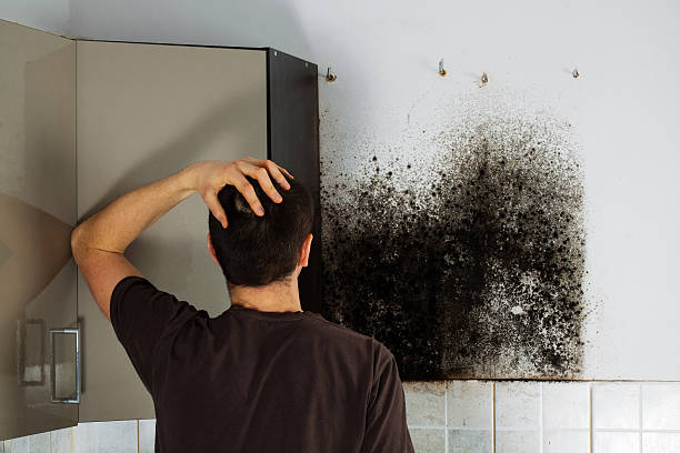 Best Emergency Mold Removal  in Greilickville, MI