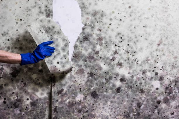 Best Best Mold Removal Companies  in Greilickville, MI