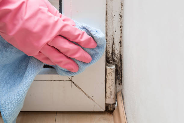 Best Certified Mold Removal  in Greilickville, MI