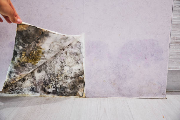 Best Mold Cleaning Services  in Greilickville, MI